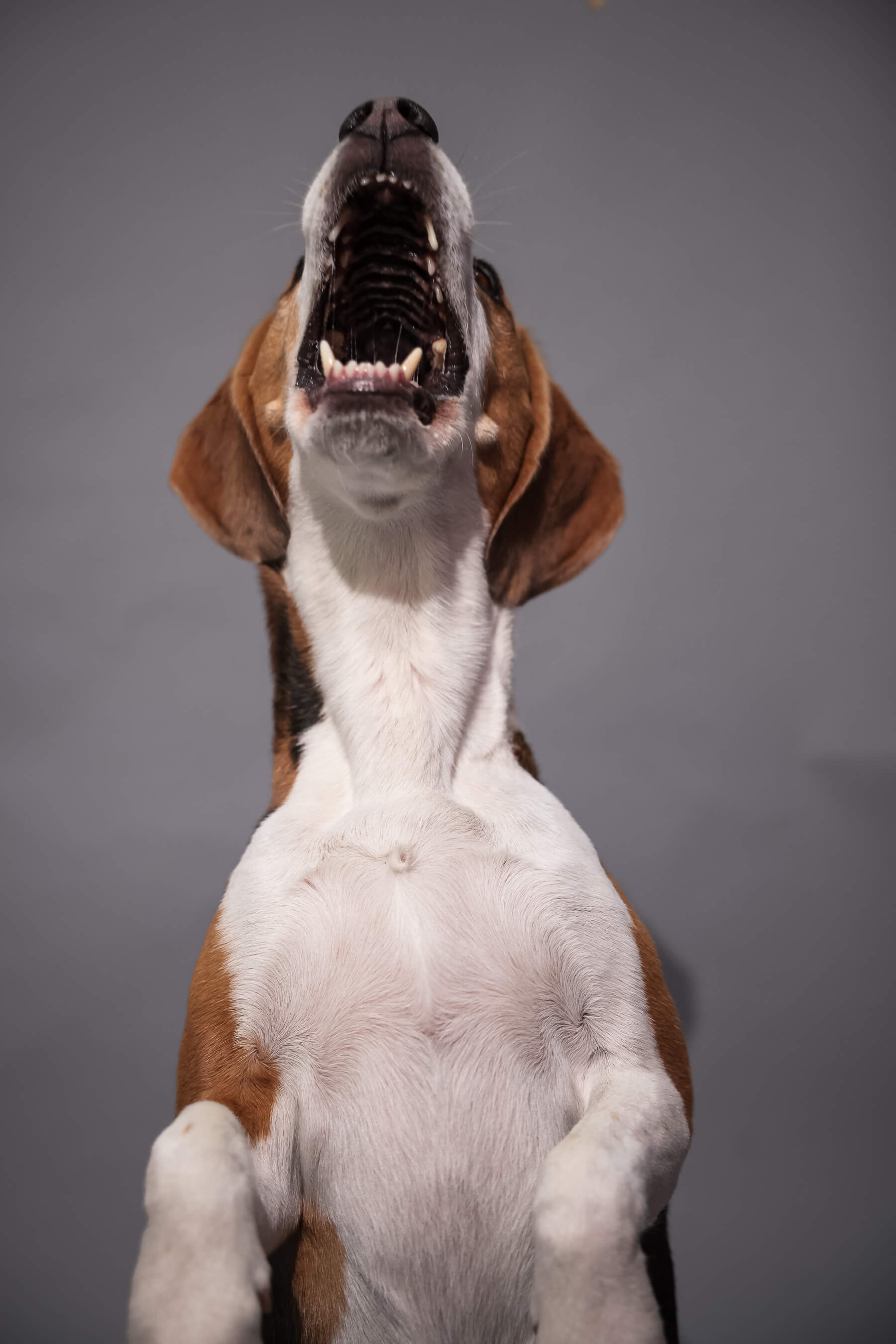 Cepillado de Dientes