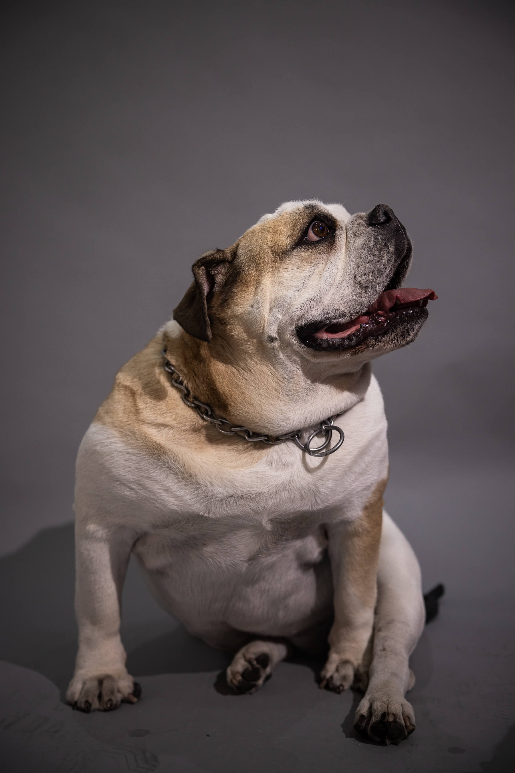 Humectación de Nariz y Cojinetes