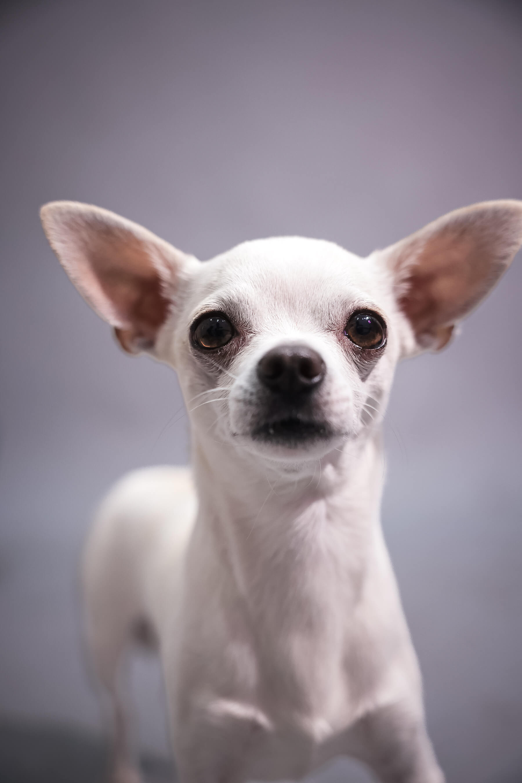 Limpieza de Lagrimales